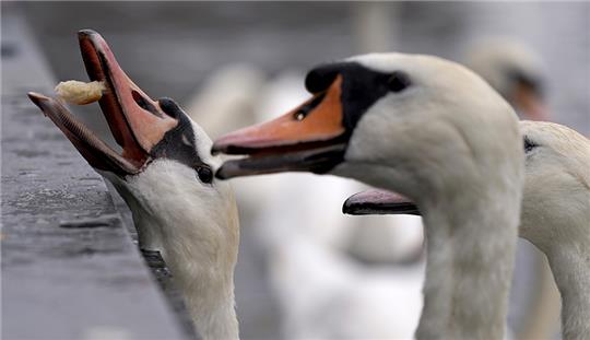 Hamburg: Die Alsterschwäne auf der Kleinen Alster bekommen Futter von Passanten. Foto: Marcus Brandt/dpa