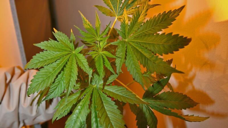 Hamburg hat seine erste Cannabis-Anbauvereinigung Hamburg hat den ersten Club zum legalen Anbau von Canabis genehmigt. (Archivbild)