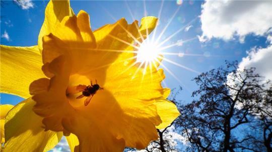 Hamburgs Imker haben in diesem Frühjahr viele Bienen wegen der Varroamilbe verloren. (Illustration)