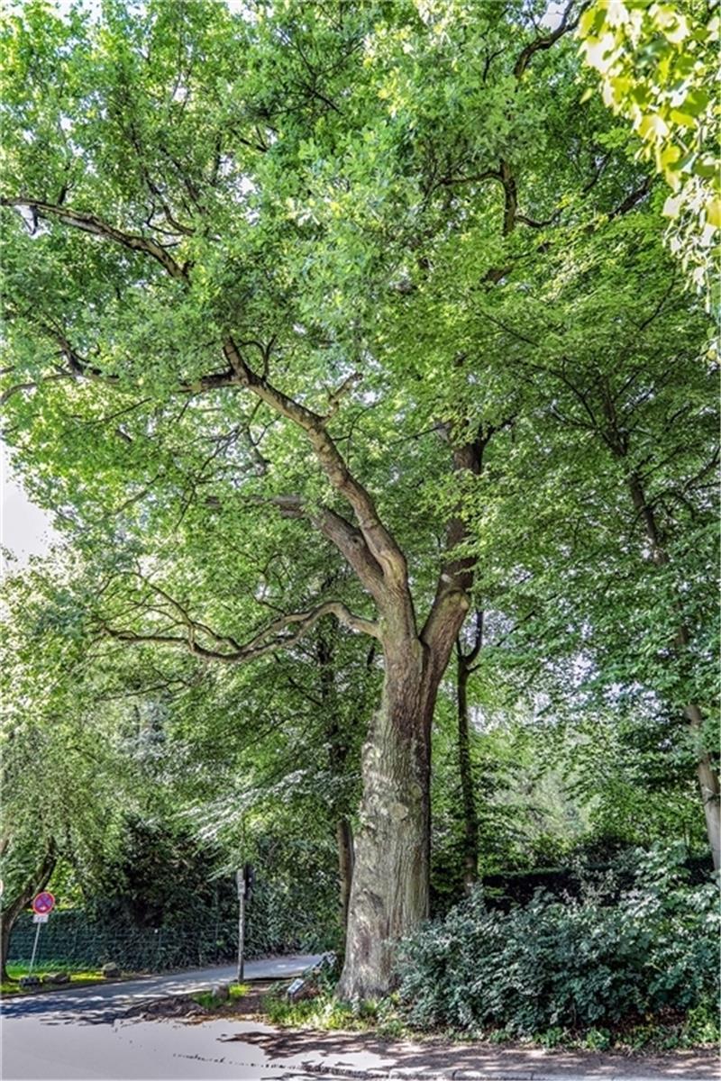 Hamburgs ältester Straßenbaum steht am Albertiweg in Altona. Die Eiche stammt von etwa 1720. Fotos: BUKEA/Bock