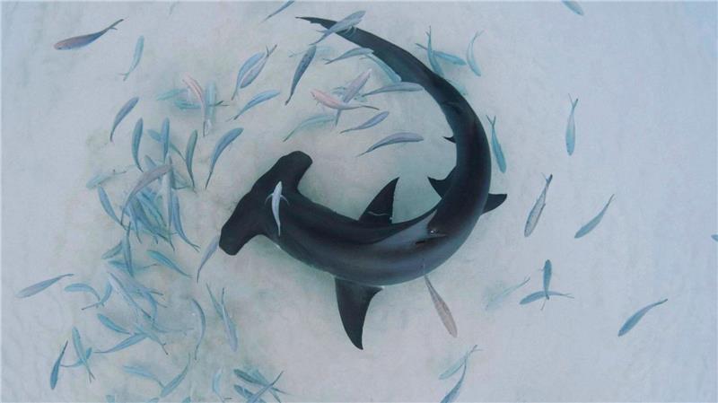 Hammerhaie werden auf den Bahamas zu Stubenhockern Hammerhaie sind besonders anfällig für Überfischung.
