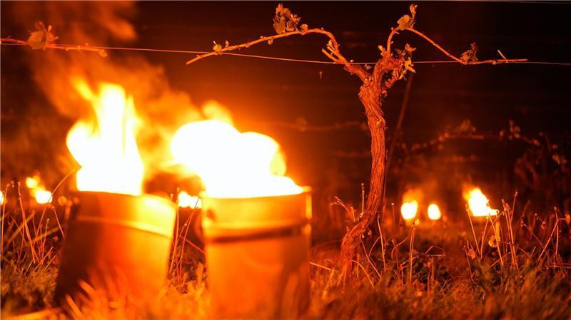 Hampshire: Frostkerzen im Weinberg von Waitrose’s Leckford Estate schützen Rebstöcke vor spätem Frühjahrsfrost