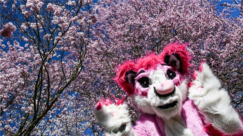 Hanami-Fest in voller Blüte: Kirschblütenzauber und Cosplay in den Gärten der Welt in Berlin