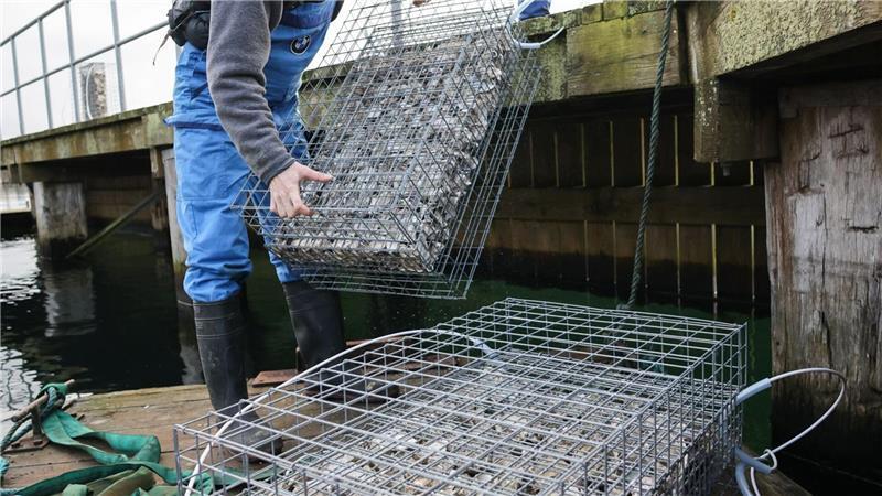 Schutzkörbe sollen Fischnachwuchs in Eckernförde helfen Handarbeit als Hilfe für den Fischnachwuchs in der Ostsee, die in einem schlechten ökologischen Zustand ist.