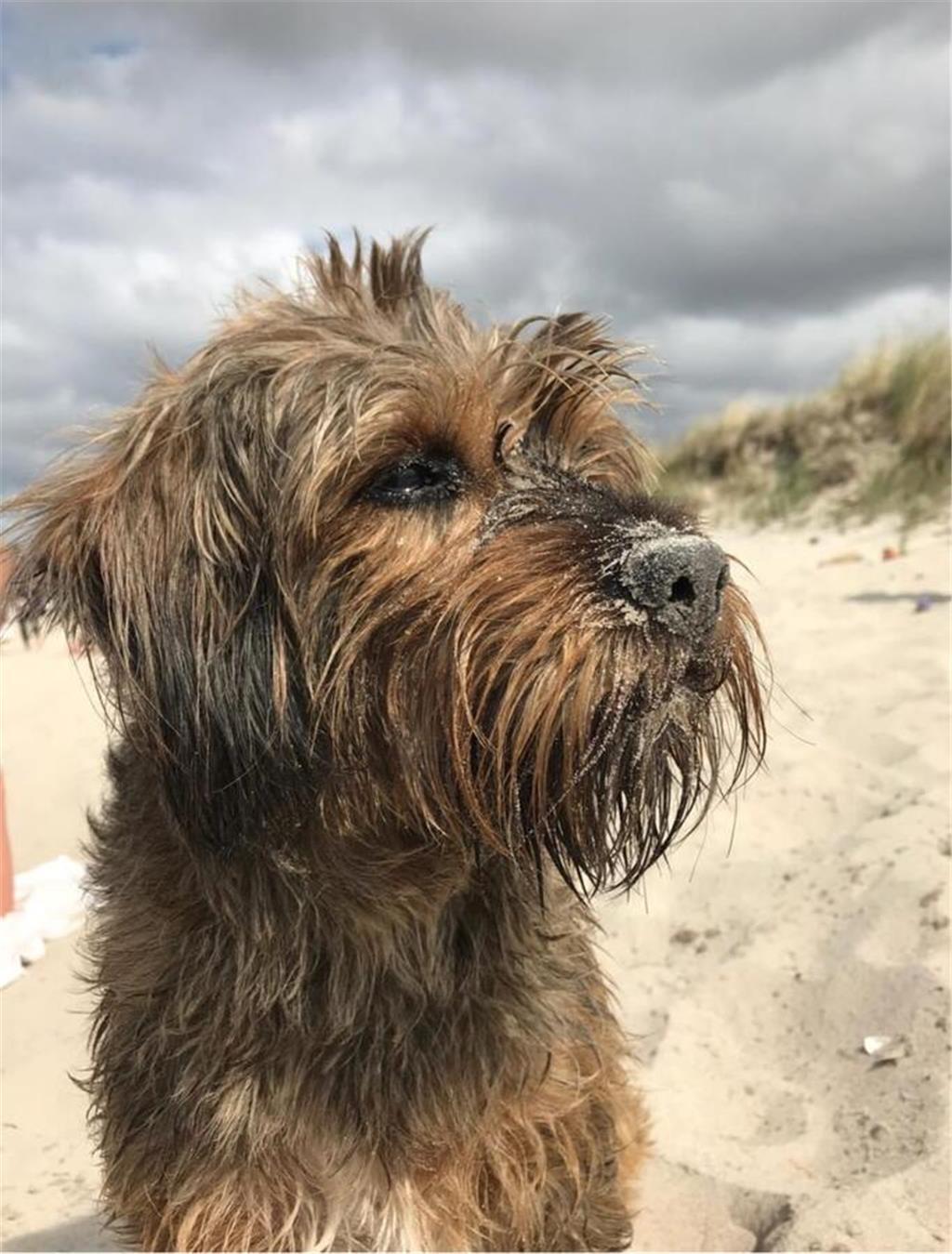 Hanne: "Für Luke ist jede Gassirunde zu kurz."   