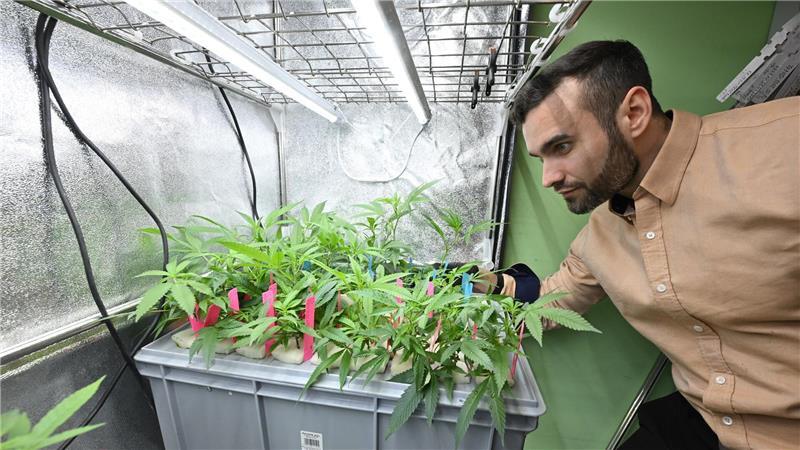 Hannes Lokatis ist der Vorsitzende des Hanf-Anbauvereins Hemp Heaven Hannover.