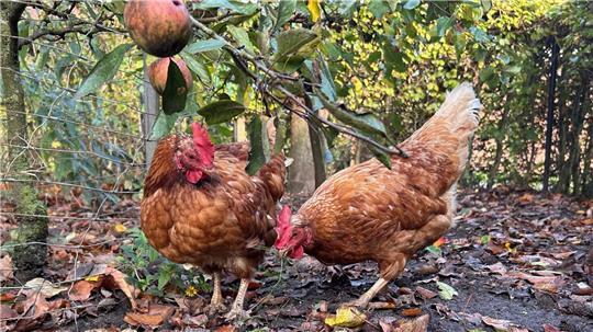 Hanni und Nanni aus Gräpel: Sie dürfen noch draußen bleiben.