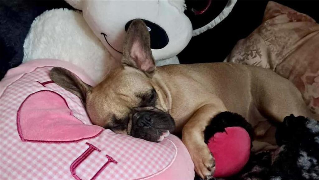 Hanno stammt aus dem Tierschutz und hat nun ein Zuhause bei Jana Gerstmann.
