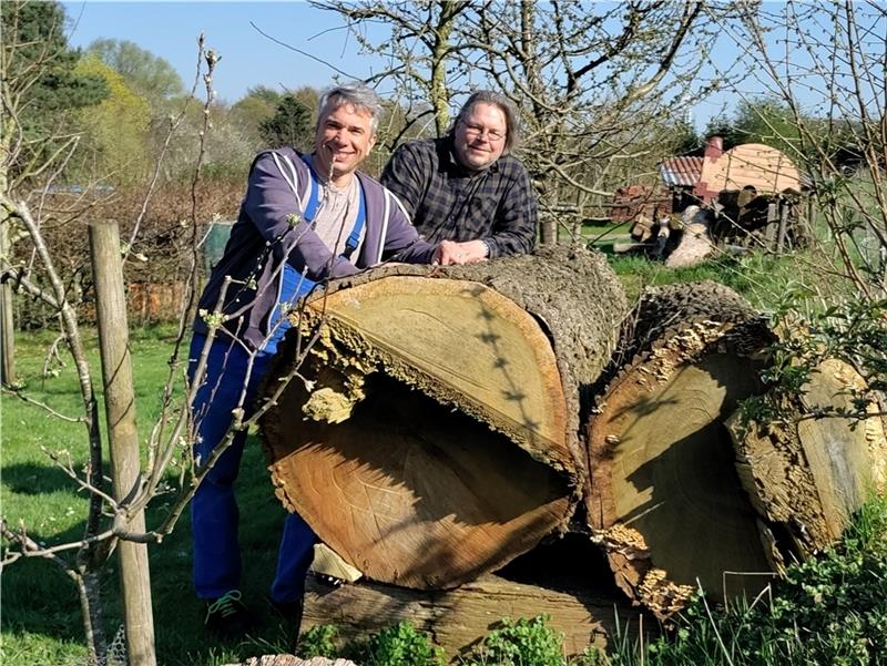 Museumsdorf Bliedersdorf: Pflanzen- und Handwerkermarkt mit 50 Ausstellern Hans-Heinrich Jape (links) und Axel Engelmann mit den dicken Baumstämmen auf dem Vereinsgelände, die das Eingatter-Sägewerk in Bretter verwandeln soll. Foto: Lohmann