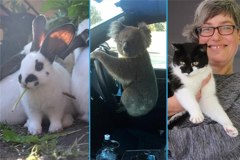 Die schönsten Tiergeschichten: Koalas am Steuer und Mädchen, die auf Kühen reiten Happy End für die Kaninchen in Jork und Katze Hetty aus Hammah: Diese beiden Geschichten gehörten zu den schönsten Geschichten des Jahres. Zu den interessantesten gehörte sicherlich der Koala am Steuer eines Autos in Australien. Fotos: Battmer, Klempow, dpa