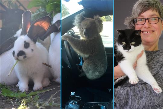 Happy End für die Kaninchen in Jork und Katze Hetty aus Hammah: Diese beiden Geschichten gehörten zu den schönsten Geschichten des Jahres. Zu den interessantesten gehörte sicherlich der Koala am Steuer eines Autos in Australien. Fotos: Battmer, Klempow, dpa