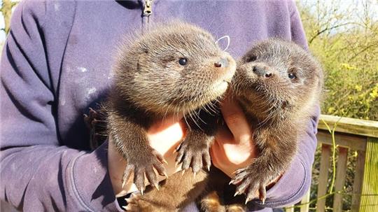 Harvey und Hazel haben sich in der Wildtierstation in Klein Offenseth-Sparrieshoop gut eingelebt.