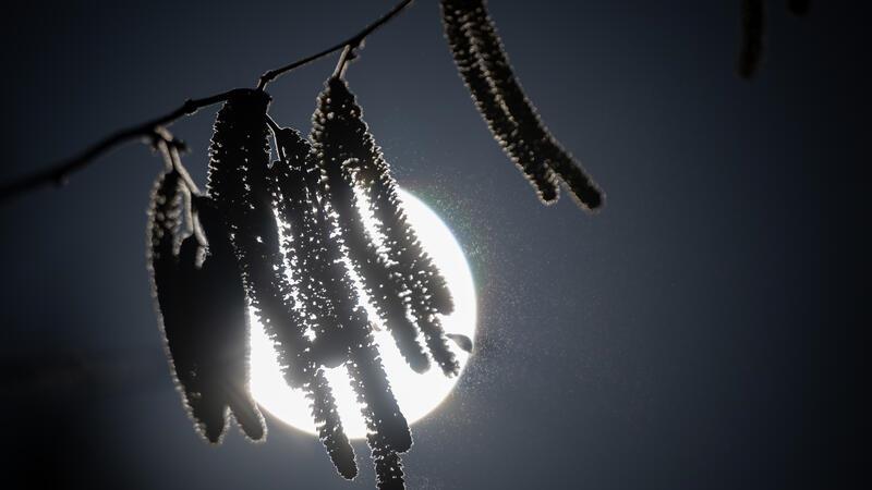 Haselnuss in voller Blüte: Für viele Pollen-Allergiker ist das eine Szene wie aus einem Horrorfilm.