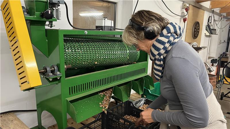 Altländerin ist Pionierin beim Haselnussanbau – Manufaktur eröffnet Haselnussbäuerin Britta Schumacher-Stechmann kontrolliert die Knack-Maschine.