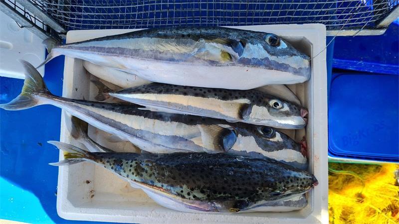 Griechenland: Jagd auf giftigen Hasenkopf-Kugelfisch Hasenkopf-Kugelfische (Lagocephalus sceleratus), undatierte Aufnahme