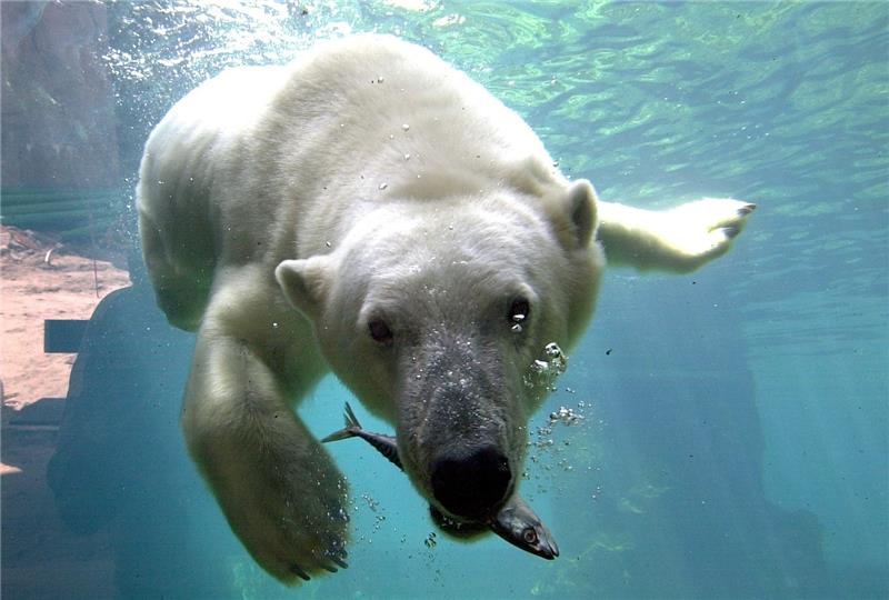 Hatte den Zoo verlassen und ist nach Karlsruhe umgezogen: Der Eisbär Llyod. Foto: Wolfhard Scheer