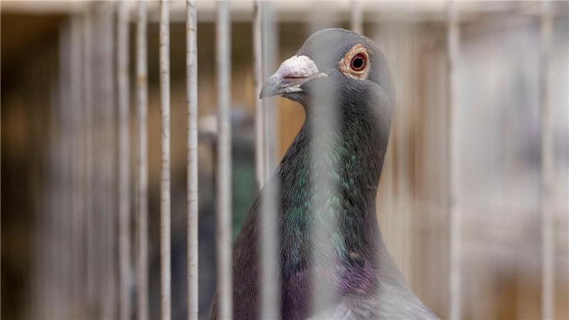 Hatte der Dieb keine Lust mehr, Porto zu zahlen? (Symbolbild)