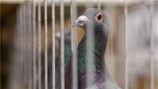 Hatte der Dieb keine Lust mehr, Porto zu zahlen? (Symbolbild)