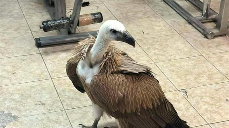 Hatte es sich auf dem Flügel eines Flugzeugs bequem gemacht: Gänsegeier am Flughafen Heraklion auf Kreta. 