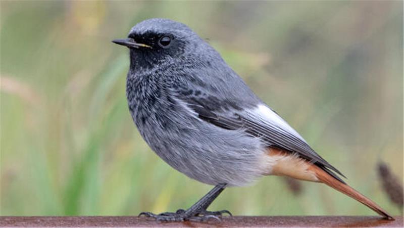Außergewöhnlicher Gesang: Den Vogel des Jahres haben Sie bestimmt schon gehört Hausrotschwanz-Männchen mit rußschwarzer Färbung.