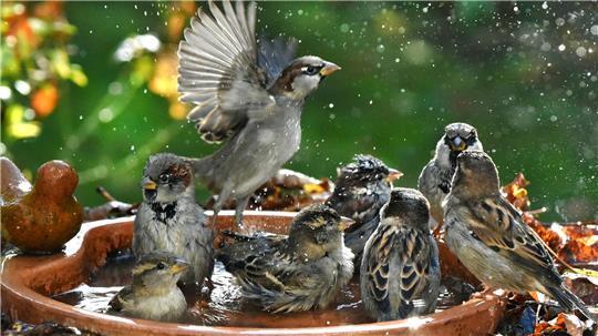 Haussperlinge baden in einer Vogeltränke.
