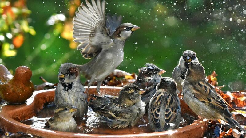 Haussperlinge baden in einer Vogeltränke.