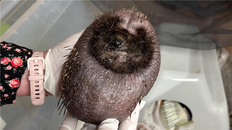 Sie ist die Igel-Expertin - und stößt in der Rettungsstation an Grenzen Hautkrankheiten - zwei Drittel aller Igel sind nach Einschätzung von Andrea Breimeier krank aus dem Winterschlaf gekommen.