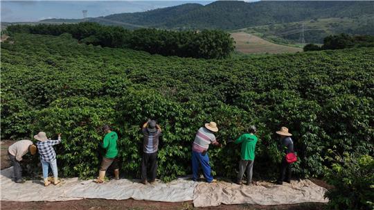 Heftiger Starkregen bedroht laut einer Studie zunehmend die Kaffeeproduktion im weltweit größten Anbauland Brasilien. (Archivbild)
