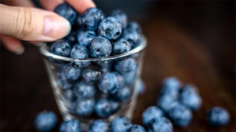 So erkennen Sie reife Heidelbeeren beim Pflücken im Kreis Stade Heidelbeeren, auch Blaubeeren genannt, gelten als heimisches Superfood.