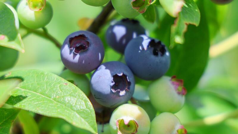 Ernte von hiesigen Freiland-Heidelbeeren startet Heidelbeeren wachsen auf einer Plantage des Anbaubetriebes Helkenhof in Walsrode.