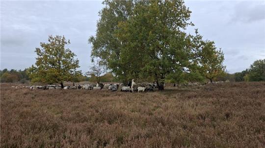 Heidschnucken in der Barger Heide.
