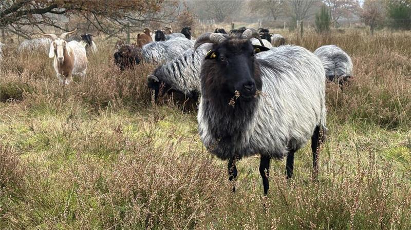 Heidschnucken und Ziegen sind natürliche Landschaftspfleger.