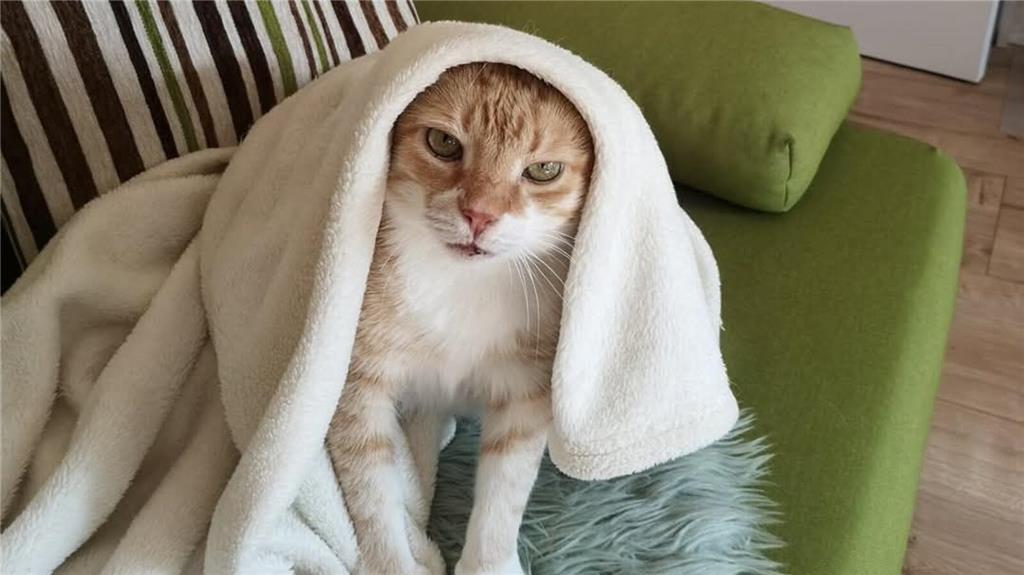 Heikes Katze Jazz mag offenbar Kostüme. Hier hat er sich E. T. verkleidet.