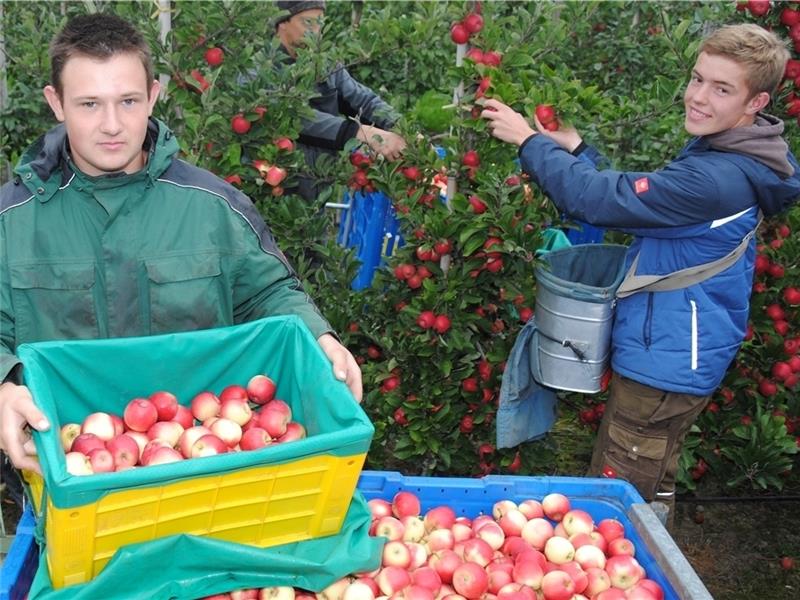 Heiko Rolf, Jakob Turnsek und Jan Mählmann (v. l.) ernten den Mini-Apfel Rockit auf der Versuchsfläche der „Obst von der Niederelbe “ (OVN) beim Obstbauzentrum „Esteburg“ in Jork-Moorende. Foto Vasel