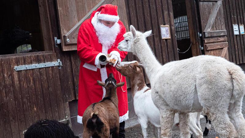 Heiligabend ist Bescherung für die Tiere im Wingster Waldzoo Heiligabend beschenkt der Weihnachtsmann auch die Tiere im Zoo.