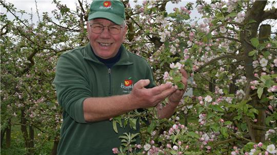 Hein Lühs, Seniorchef des Herzapfelhofs Lühs in Jork, bereitet die Blüte an den Apfelbäumen der Sorte Red Jona Prince sichtlich Freude.