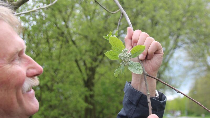„Meine Blüten sind für Bienen sehr attraktiv“: Der Baum des Jahres im Interview Heiner Baumgarten vom BUND zeigt Blätter und Fruchtansatz der Mehlbeere.