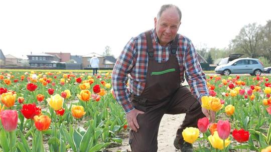 Heinrich Dammann steht in seinem Tulpenfeld bei Apensen.
