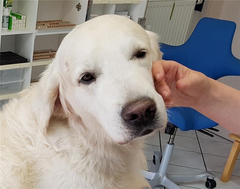 Helfen Globuli auch Haustieren wie diesem Golden Retriever? Tierheilpraktiker sind davon überzeugt. Foto: dpa-Bildfunk