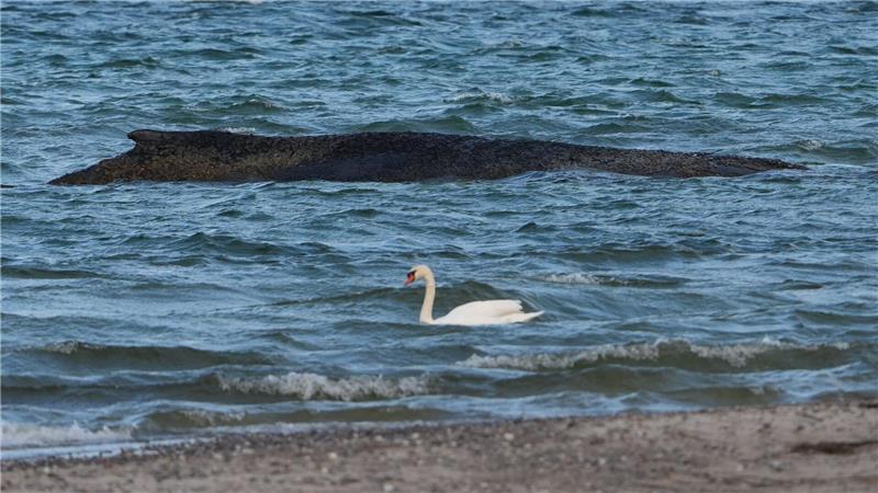 Helfen steigende Pegel dem Buckelwal?