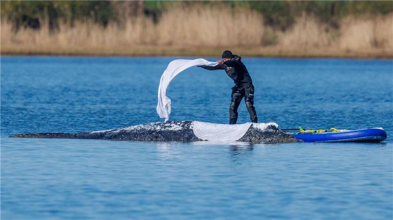 Helfer bedeckten den Wal zum Schutz vor der Sonne mit nassen Tüchern.