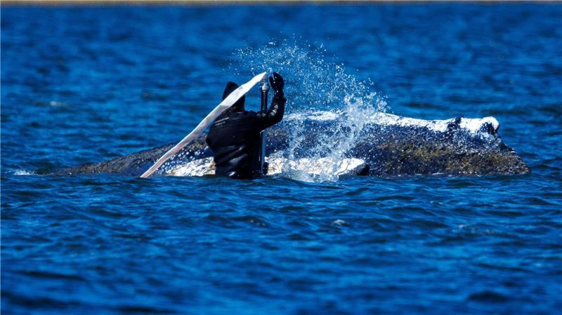 Helfer bemühen sich, den festsitzenden Buckelwal vor Poel freizuspülen.