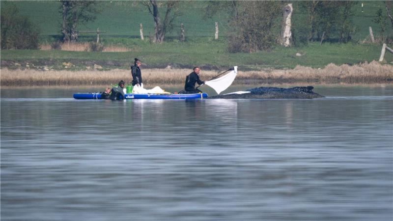 Helfer des privaten Rettungsteams legten Tücher auf den Wal.