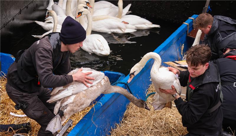 19 tote Tiere: Große Sorgen um Hamburger Alsterschwäne Helfer hatten die Schwäne bereits im November vergangenen Jahres in ihre Winterquartier gebracht. Foto: Ulrich Perrey/dpa