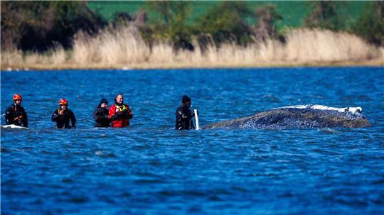 Helfer sind direkt am Buckelwal vor der Insel Poel im Einsatz und versuchen mit Saug- und Spülgerät den Wal zu entlasten. Der Wal liegt an der gleichen Stelle wie am Vorabend.