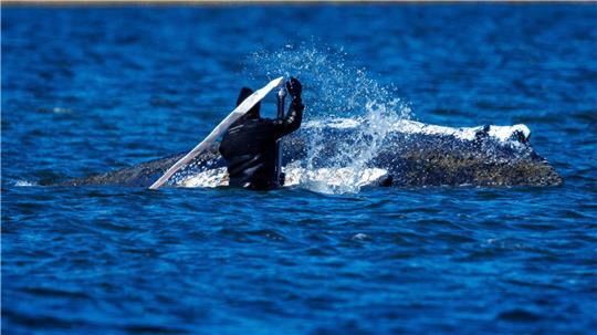 Helfer sind direkt am Buckelwal vor der Insel Poel im Einsatz und versuchen mit Saug- und Spülgerät den Wal zu entlasten.