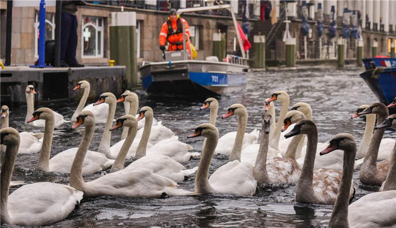 Die kalten Tage sind da: Alsterschwäne beziehen ihr Winterquartier Helfer treiben mit einem Boot die Schwäne auf der der Kleinen Alster zusammen. Mit sinkenden Temperaturen geht es für die Alsterschwäne wieder zurück in ihr Winterquartier am Eppendorfer Mühlenteich. Foto: Ulrich Perrey/dpa