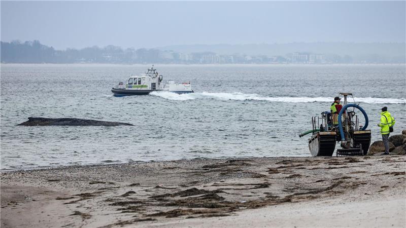 Helfer versuchten vergeblich den Wal zu befreien. 