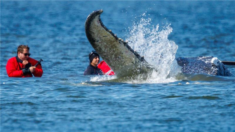 Helfer wollen den Wal retten.