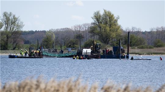 Helfer ziehen an Gurten an dem Wal.